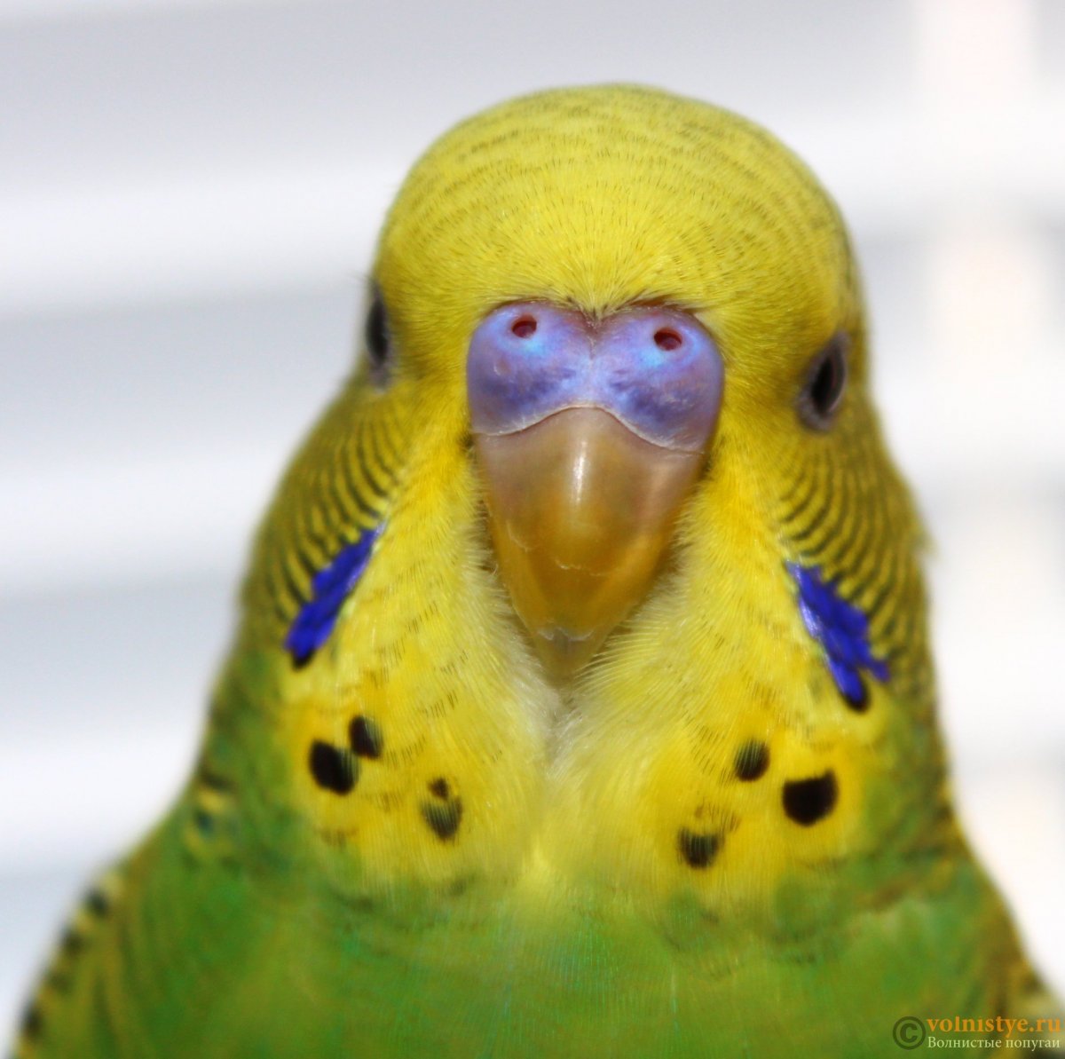 Здоровый клюв волнистого попугая
