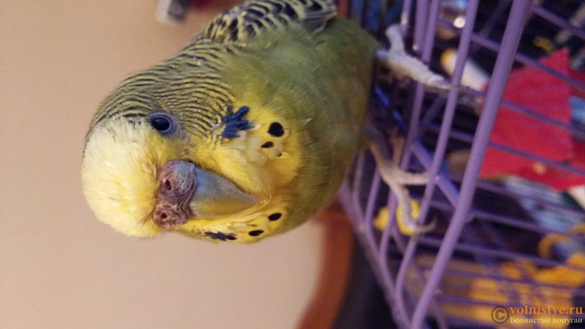 Чириканье волнистого попугая мальчика