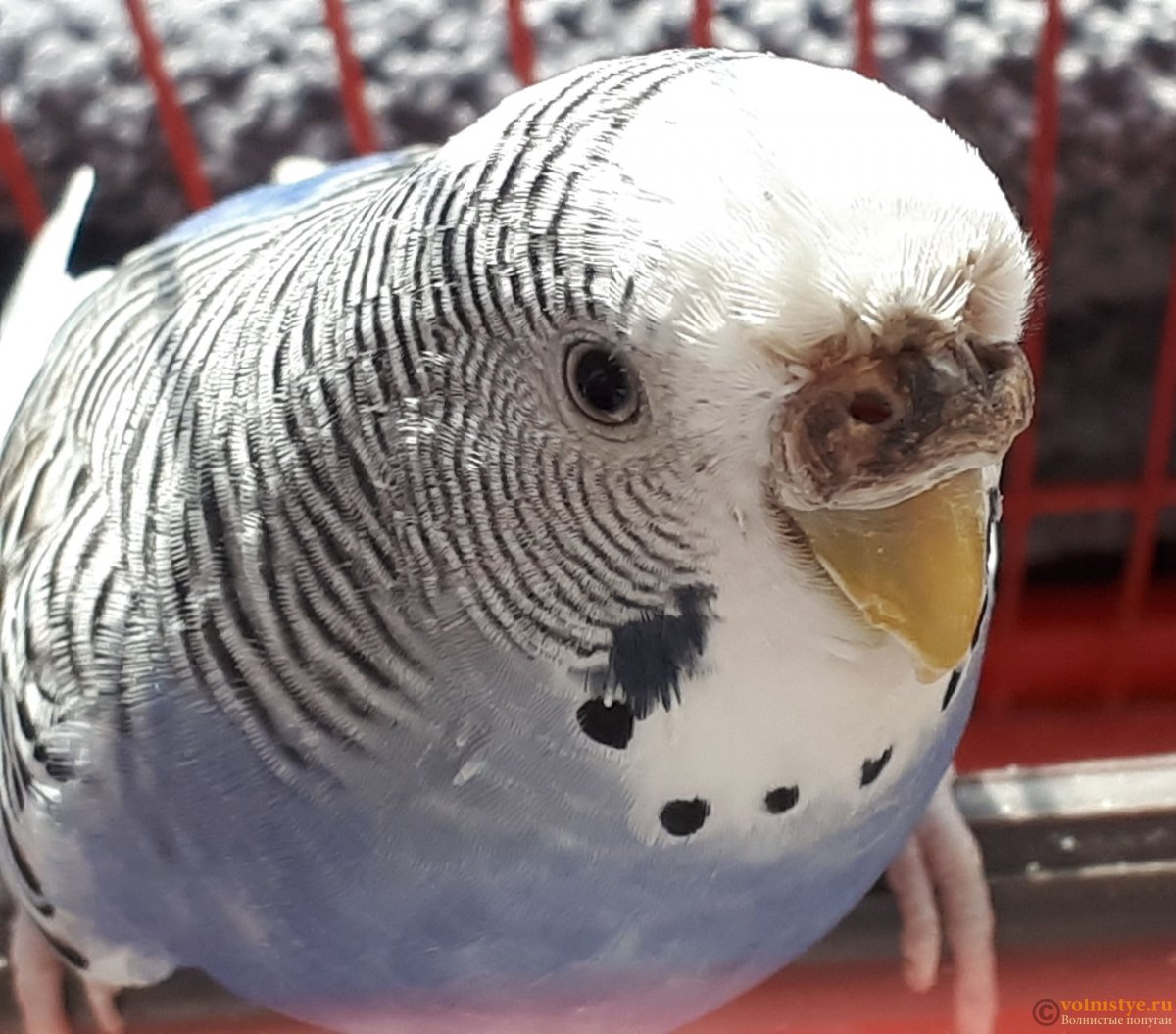 Восковица у волнистого попугая