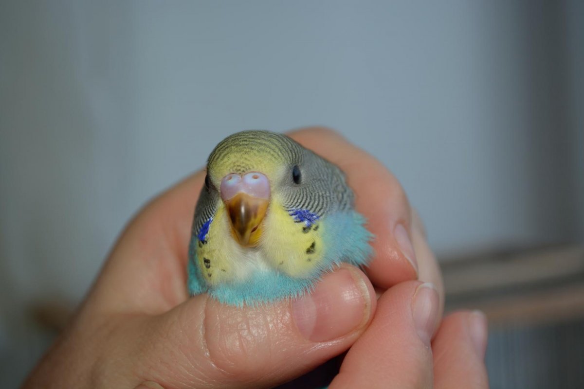 Клюв волнистого попугая норма