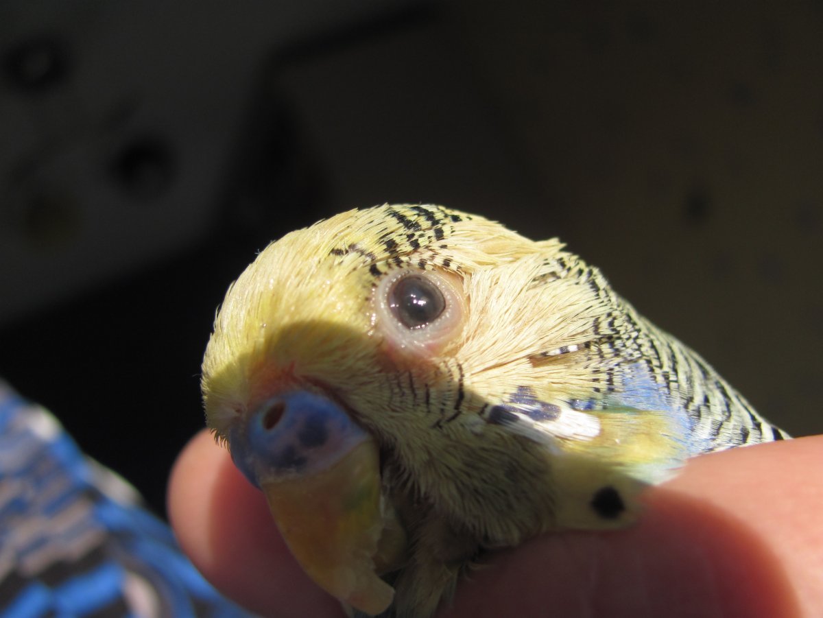 Восковица клюва птиц