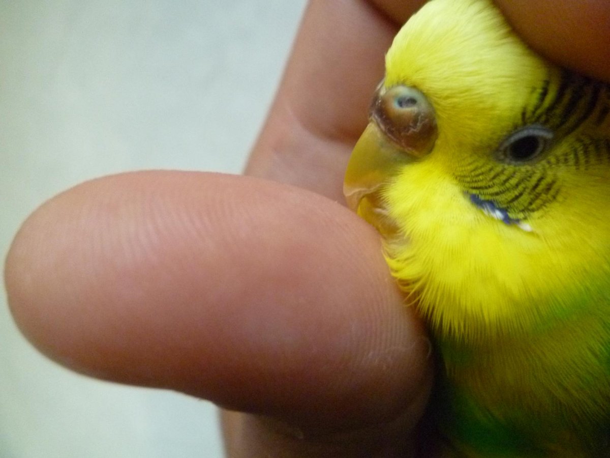 Болезни волнистых попугаев