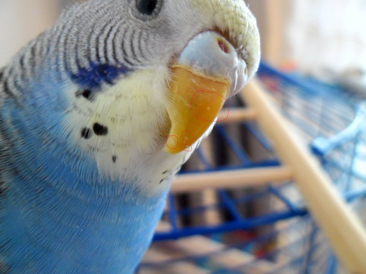 Глаз волнистого попугая