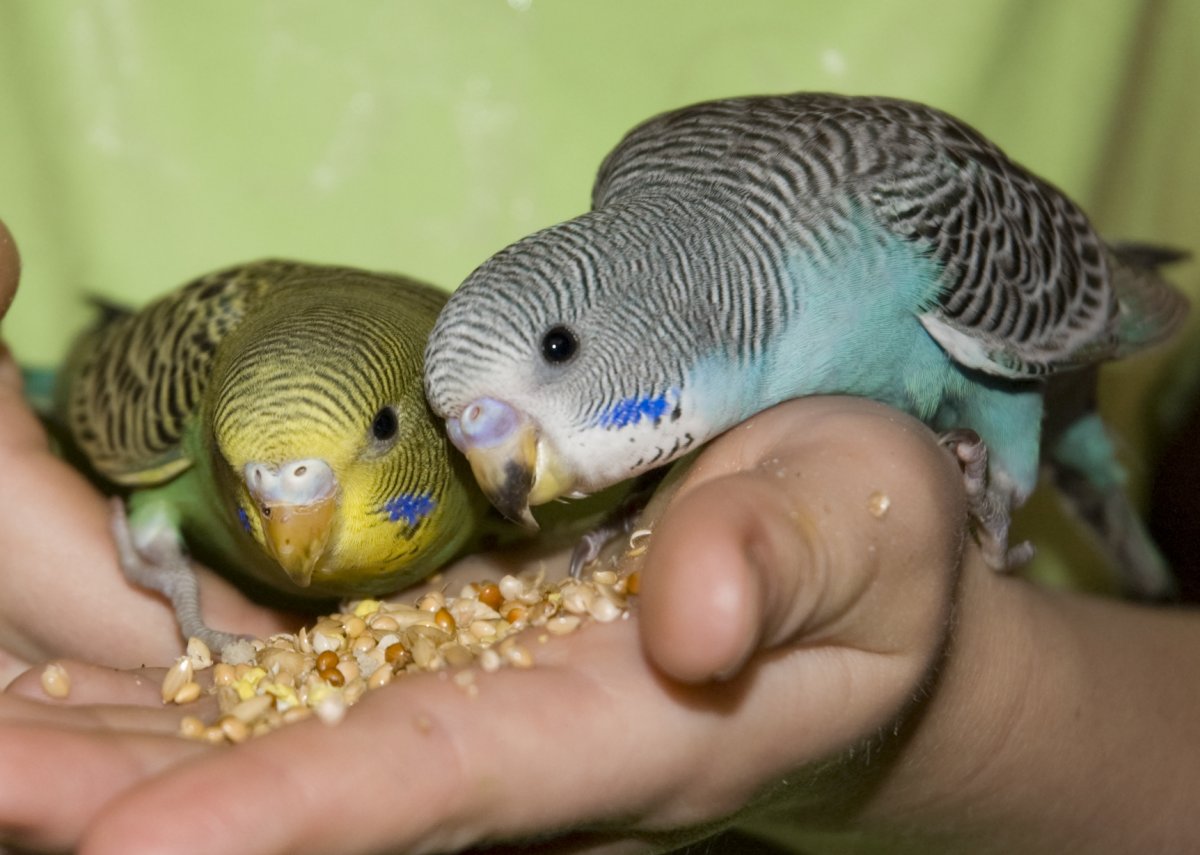 Наросты восковицы волнистого попугая