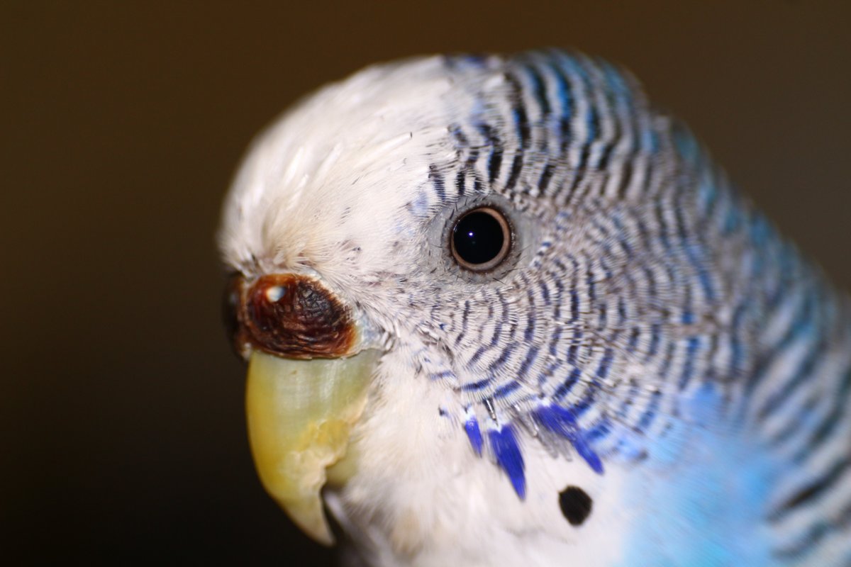 Восковица у попугая