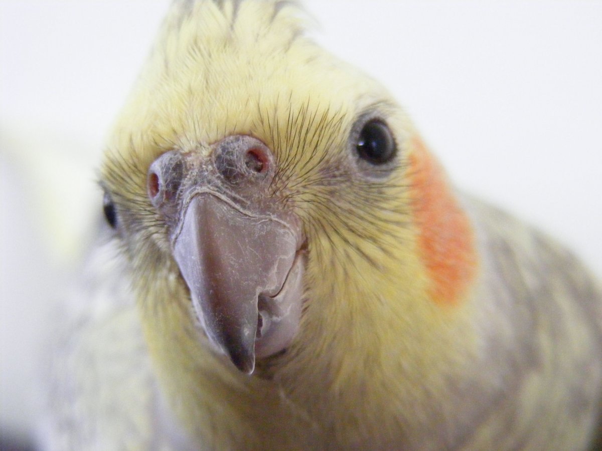 Слоится клюв