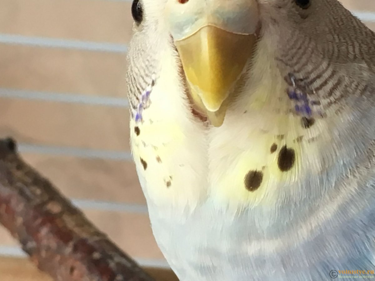 Глаз волнистого попугая