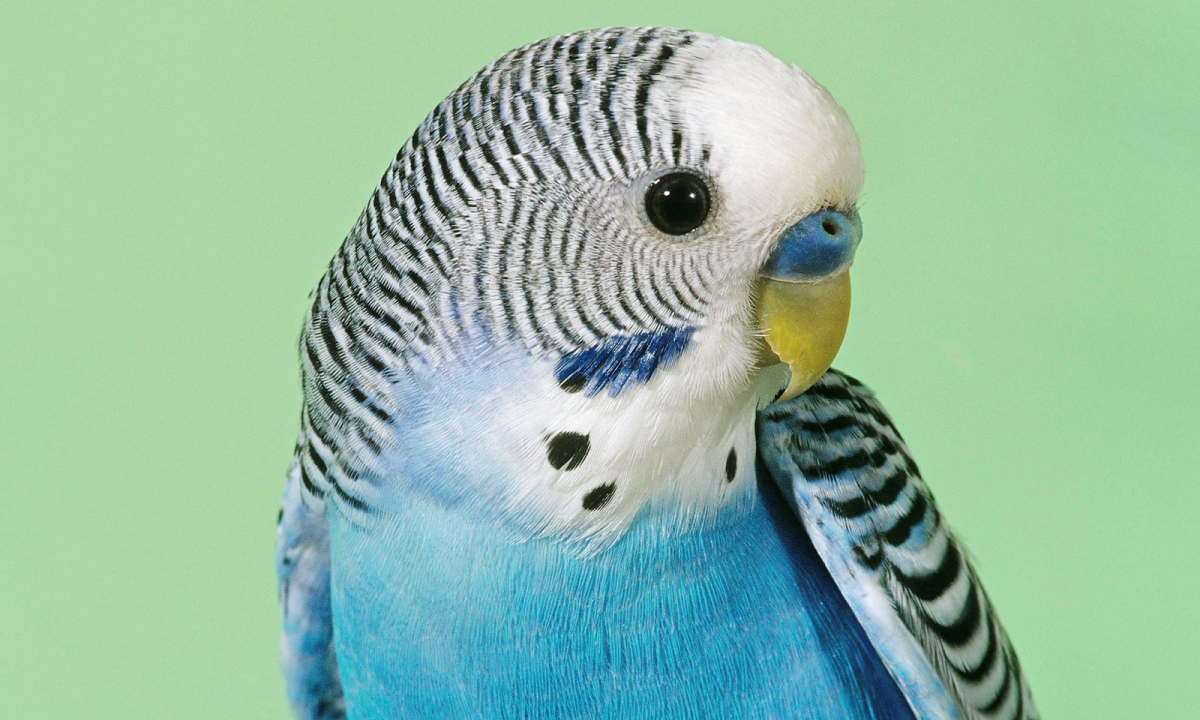 Клюв попугая