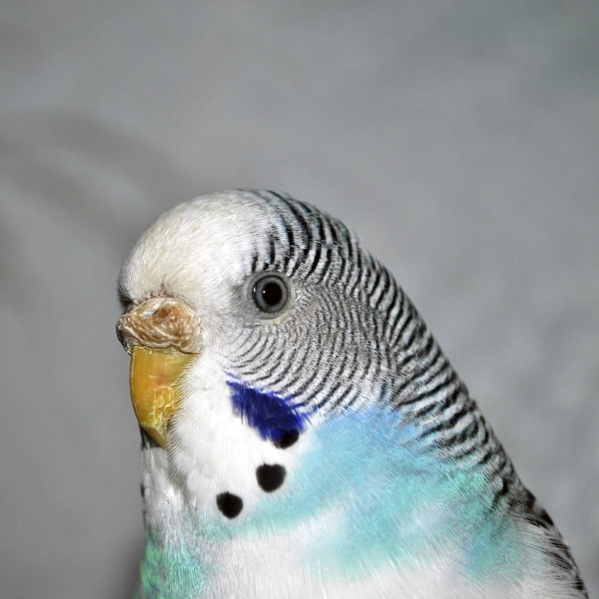 Здоровый волнистый попугай