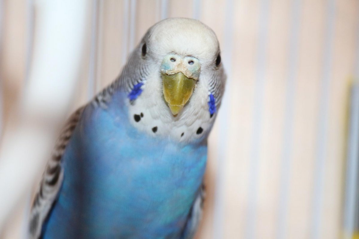 Клюв попугая мальчика