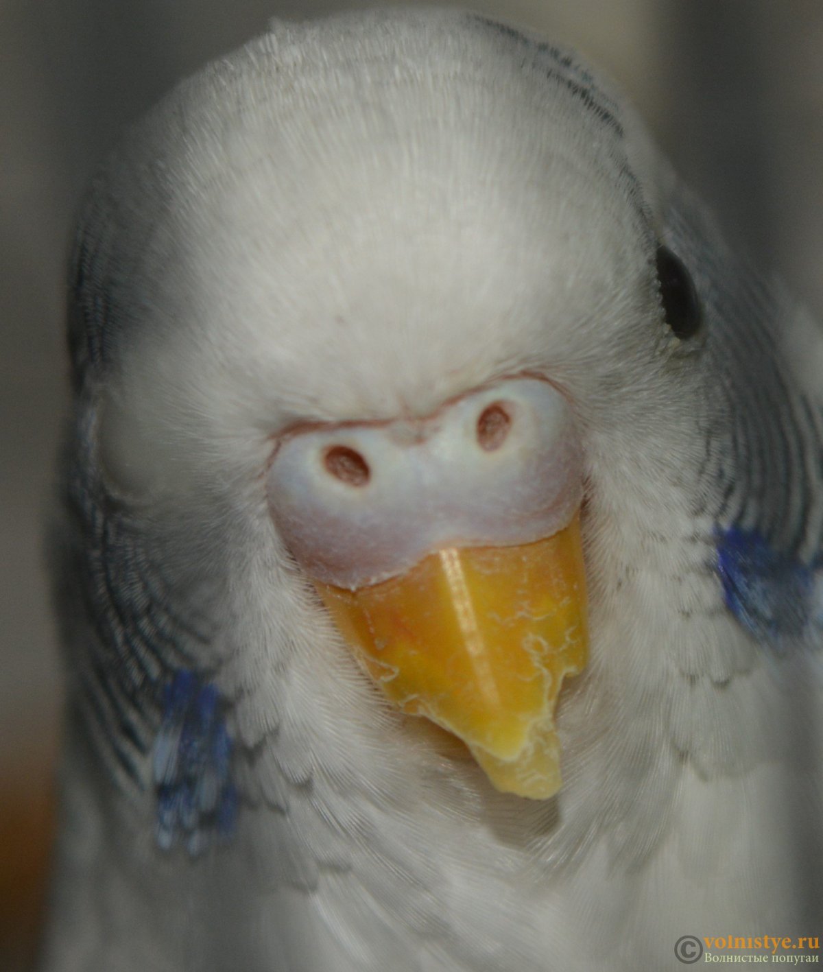 Попугаи волнистые желтые птенчики