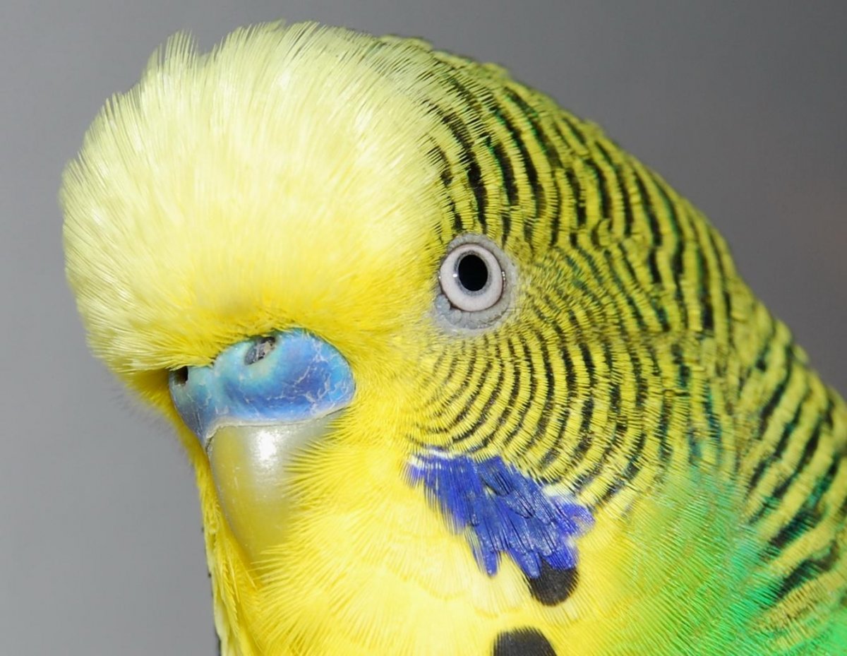 Волнистый попугай