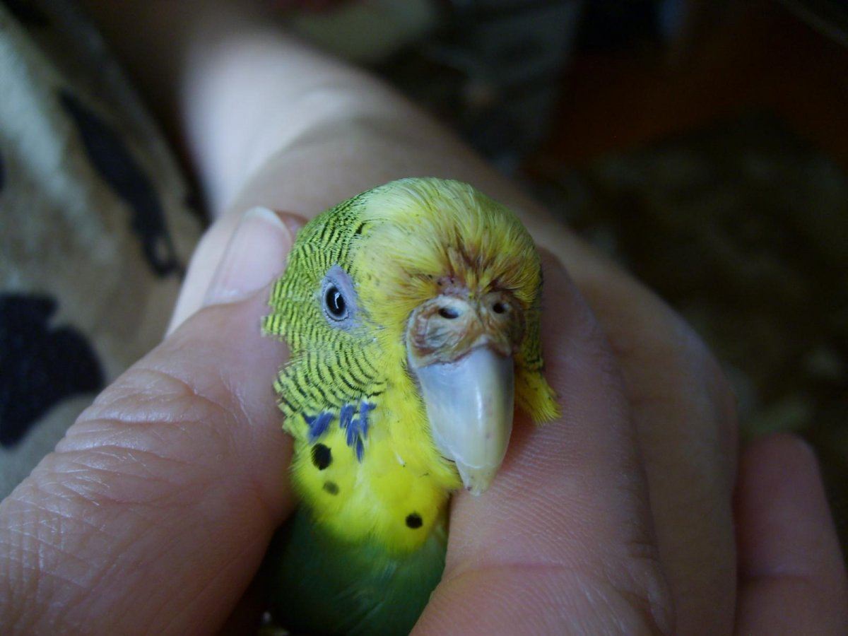 Клювики волнистых попугаев