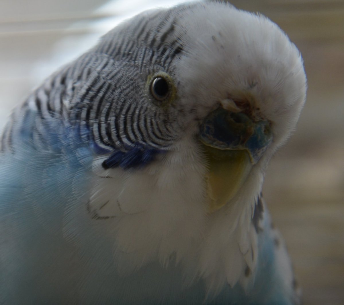 Наросты на клюве у птенца волнистого попугая