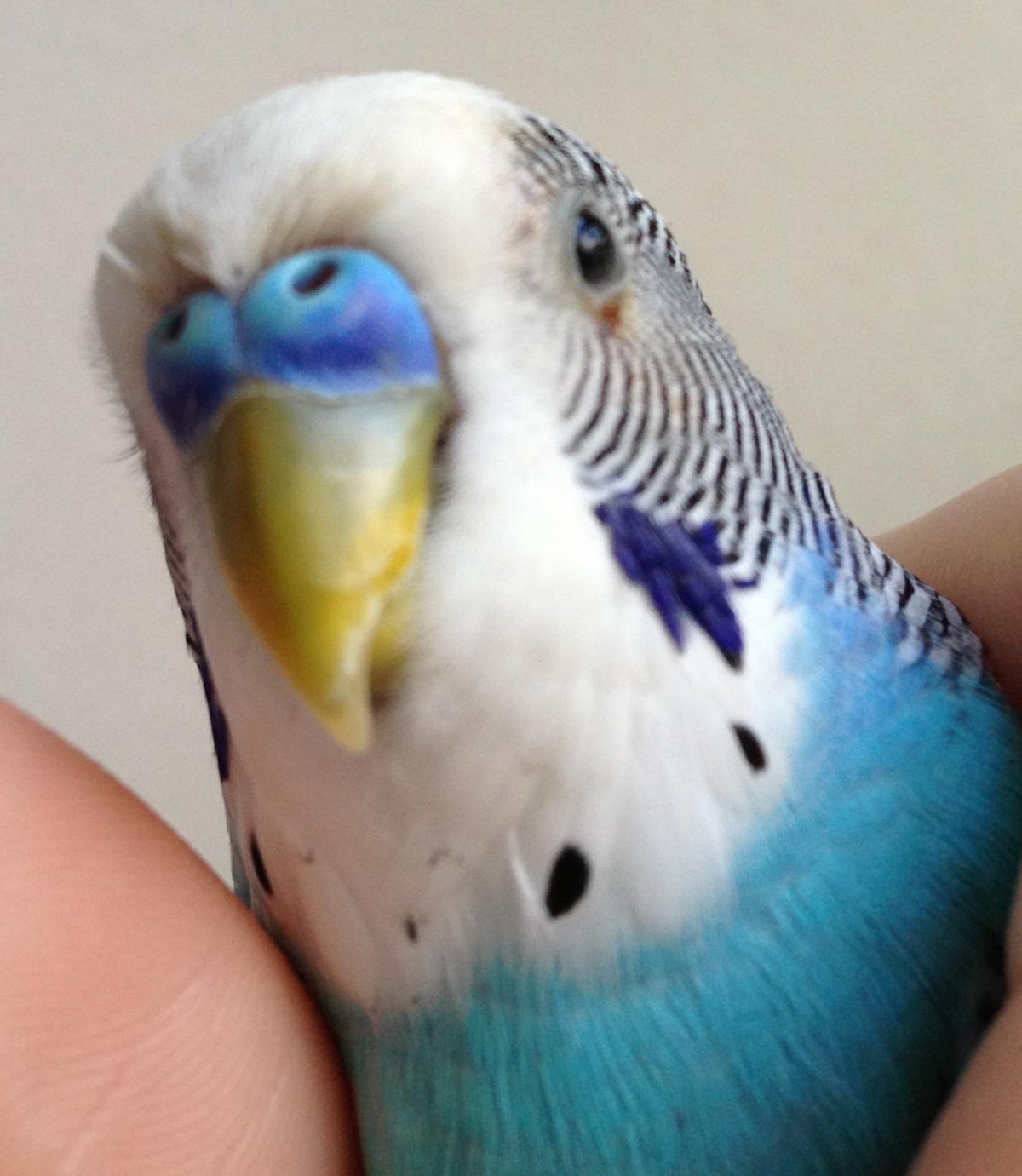 Больной попугай волнистый