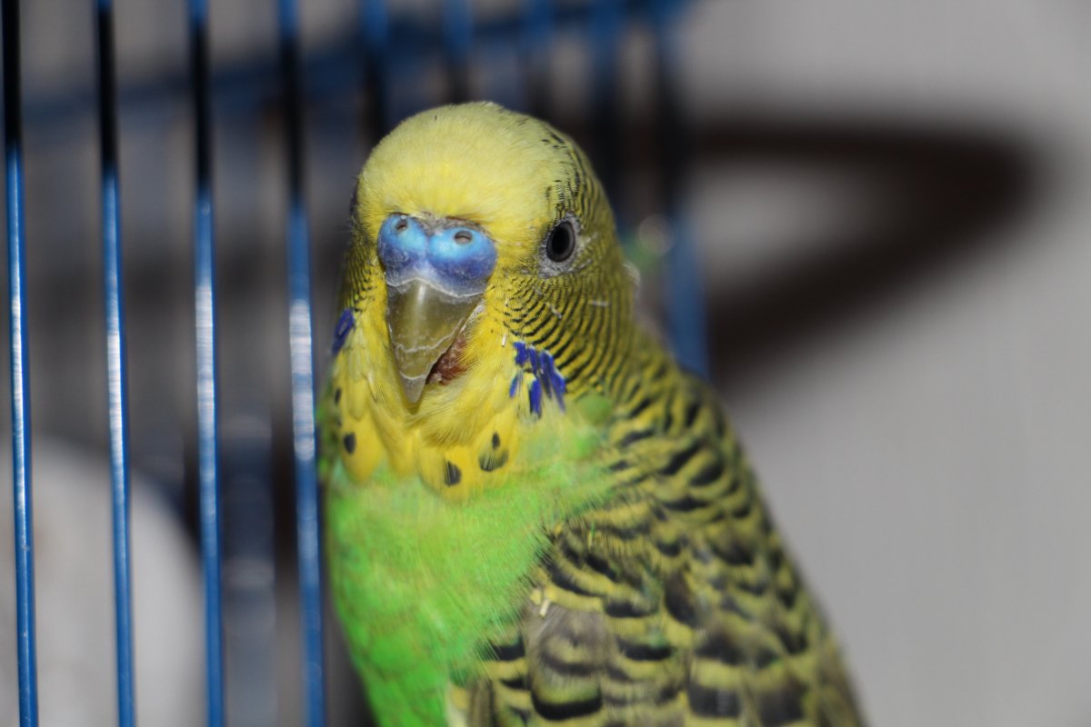 Попугаеобразные клюв