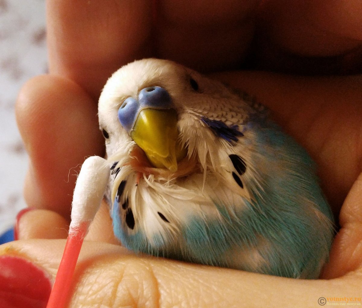 Восковица у попугая