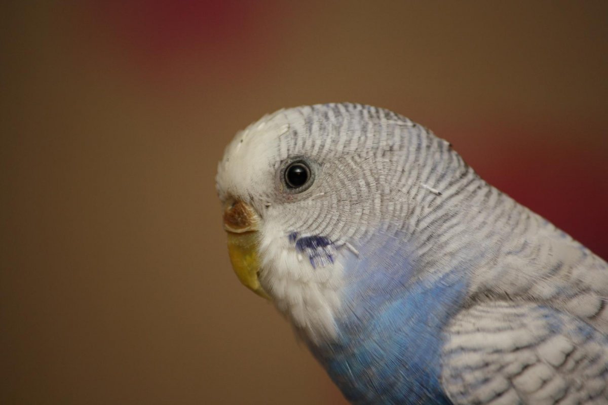 Нос волнистого попугая