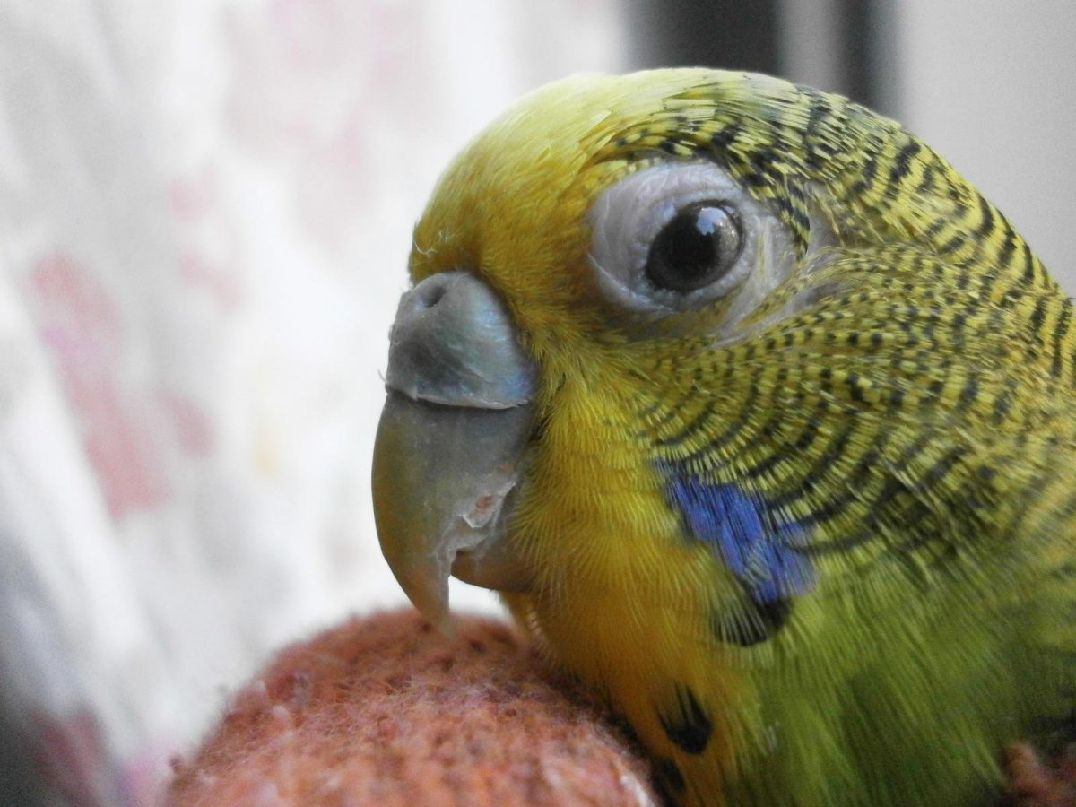 Кучерявый волнистый попугай