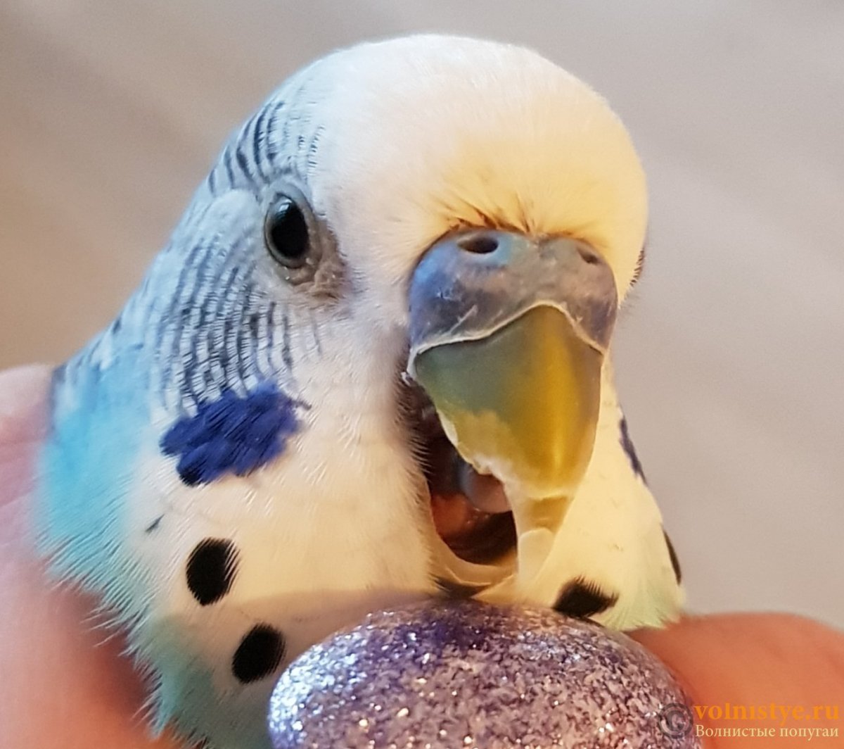 Длинный клюв у волнистого попугая