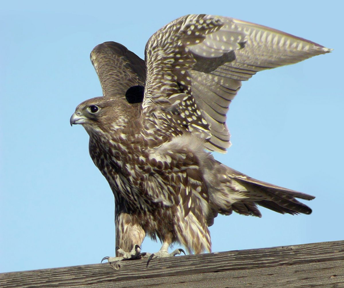 Пустельга Кречет Сапсан