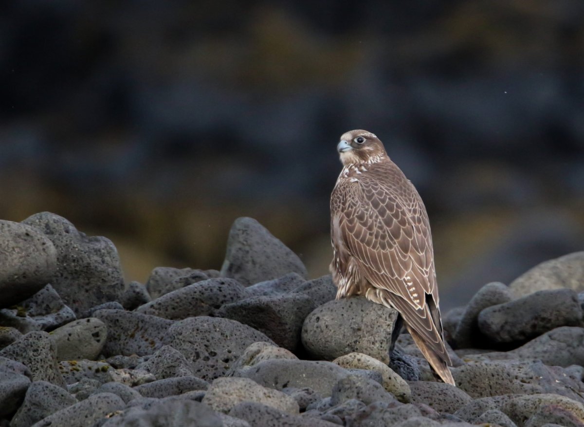 Кречет Чукотка