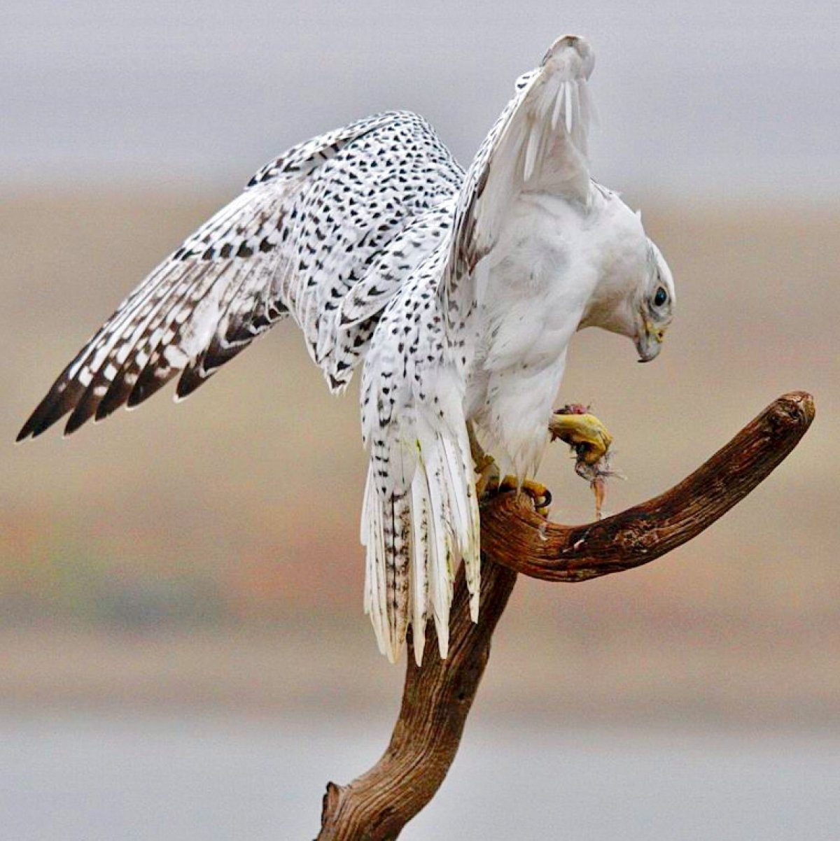 Камчатский Сокол Кречет