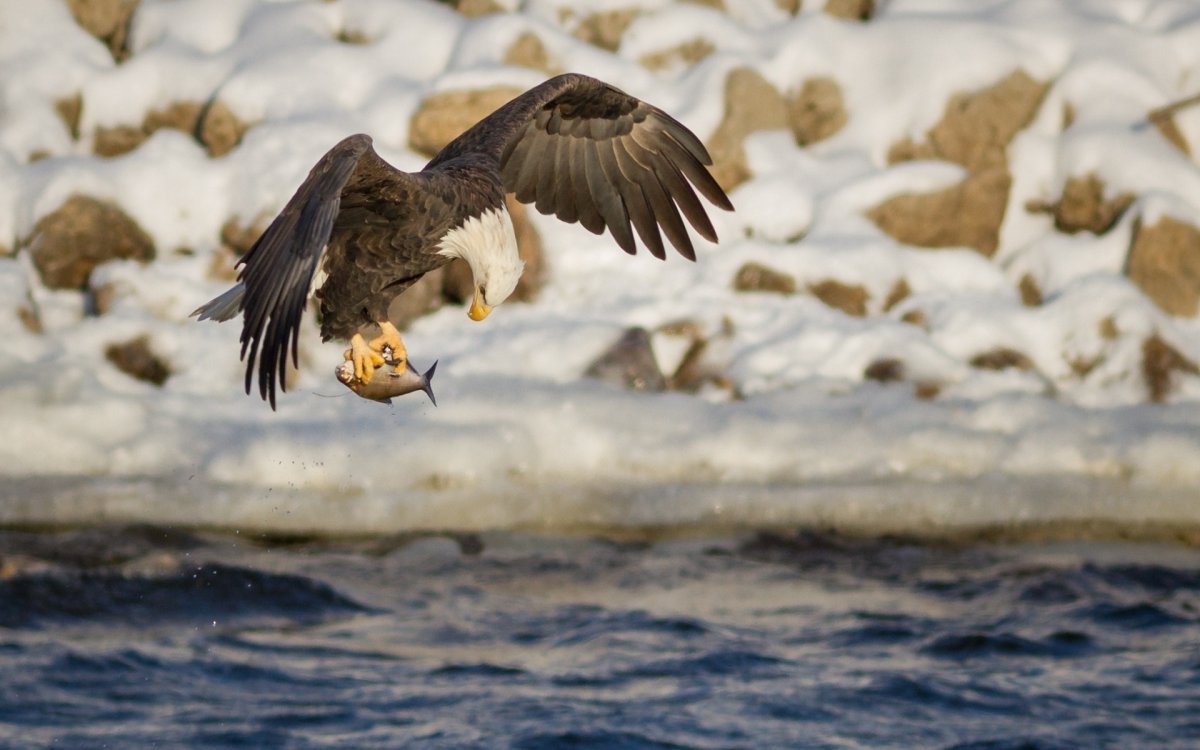 Белоголовый Орлан с добычей
