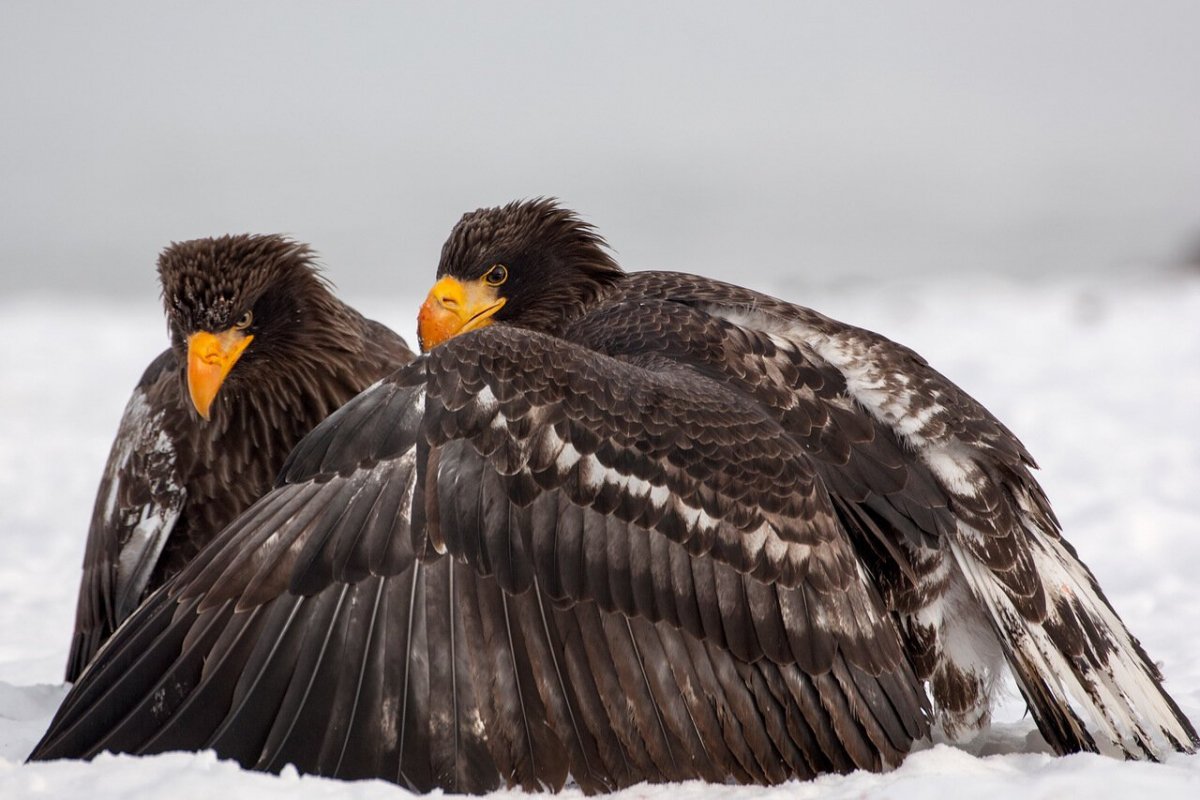 Белоплечий Орлан Камчатка
