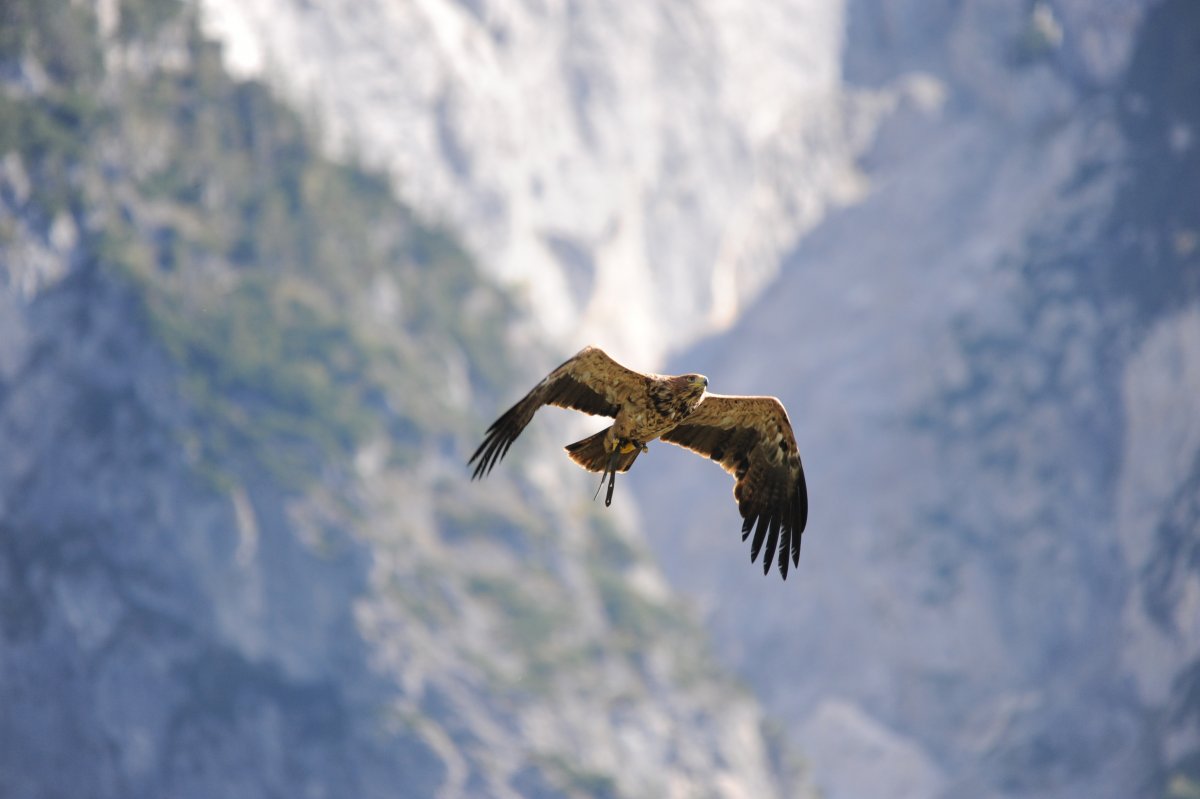 Хищные птицы Ленинградской области Сокол