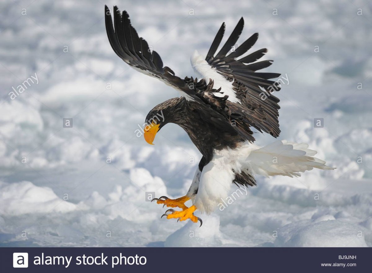 Орлан белохвост Камчатка