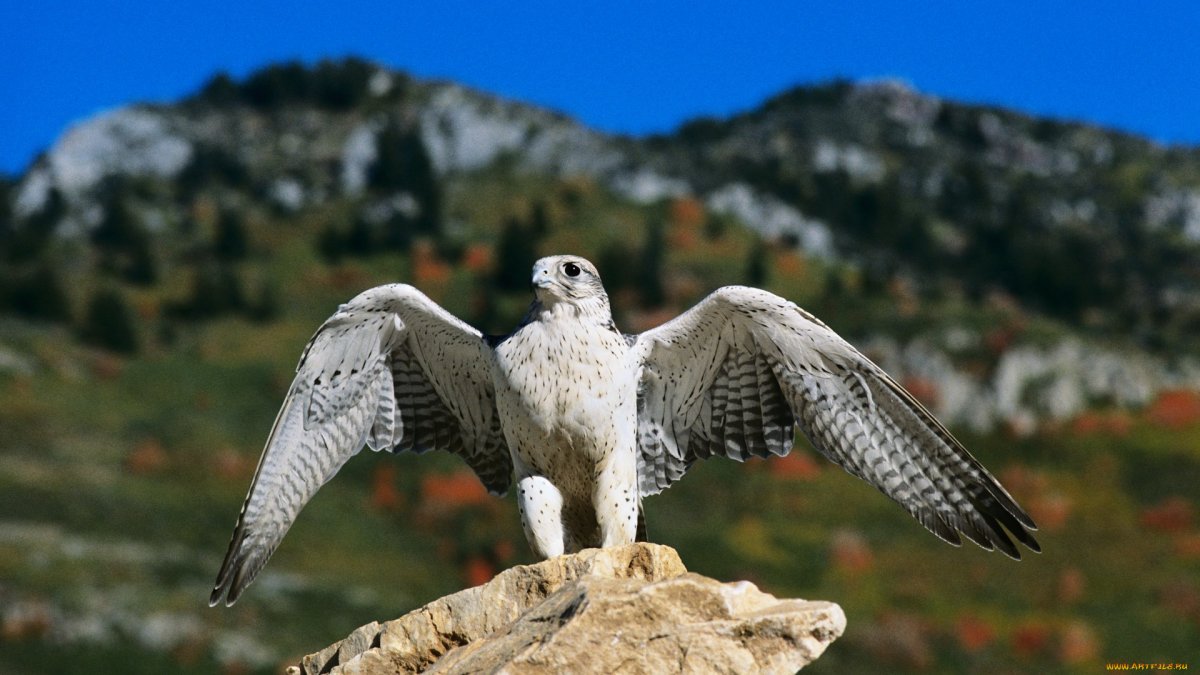 Кречет в тундре