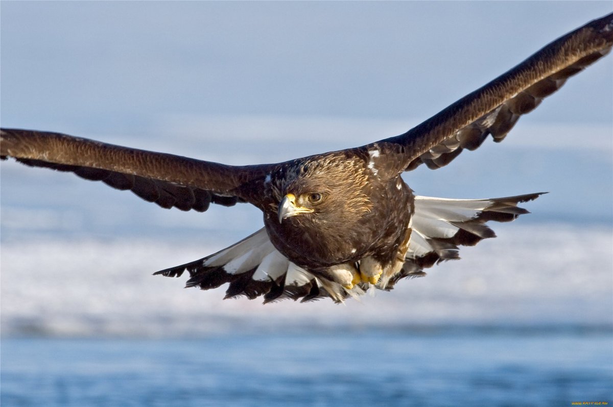 Беркут Камчатка