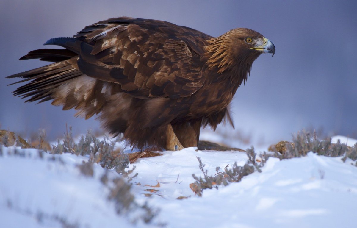 Крымский Орел Беркут