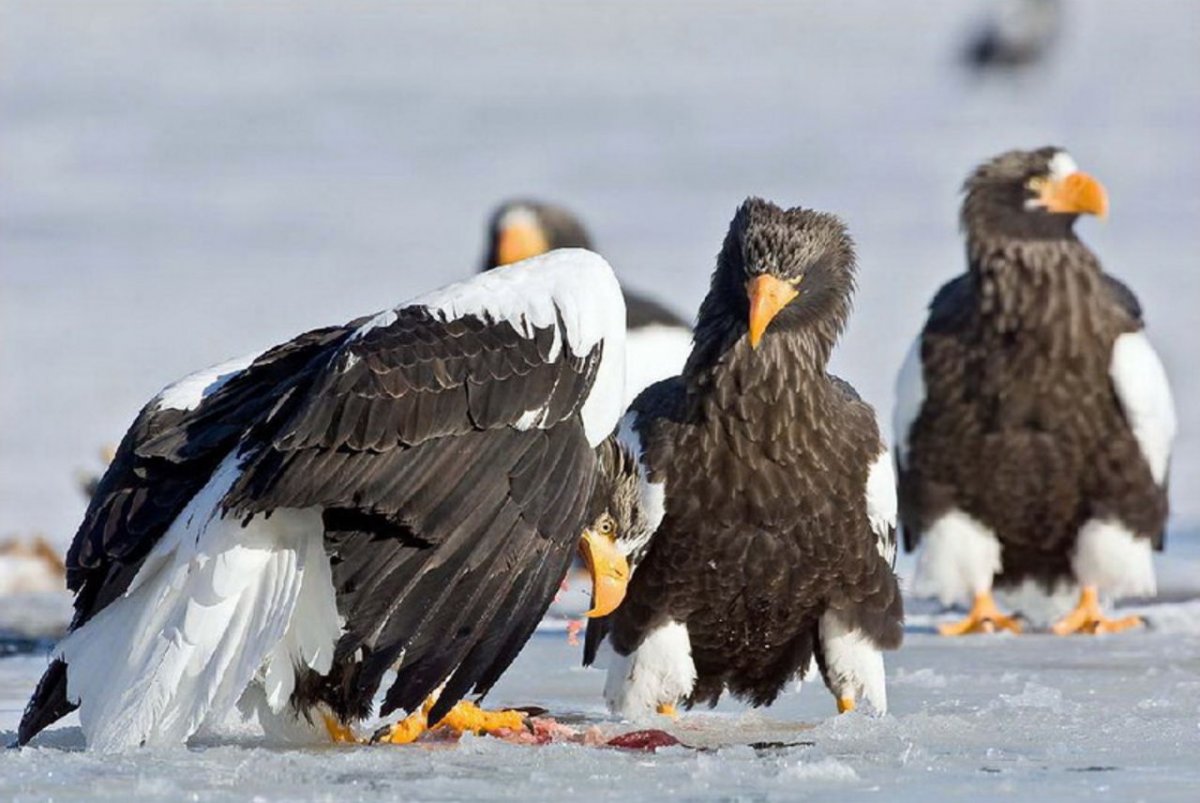 Кроноцкий заповедник Камчатка птицы