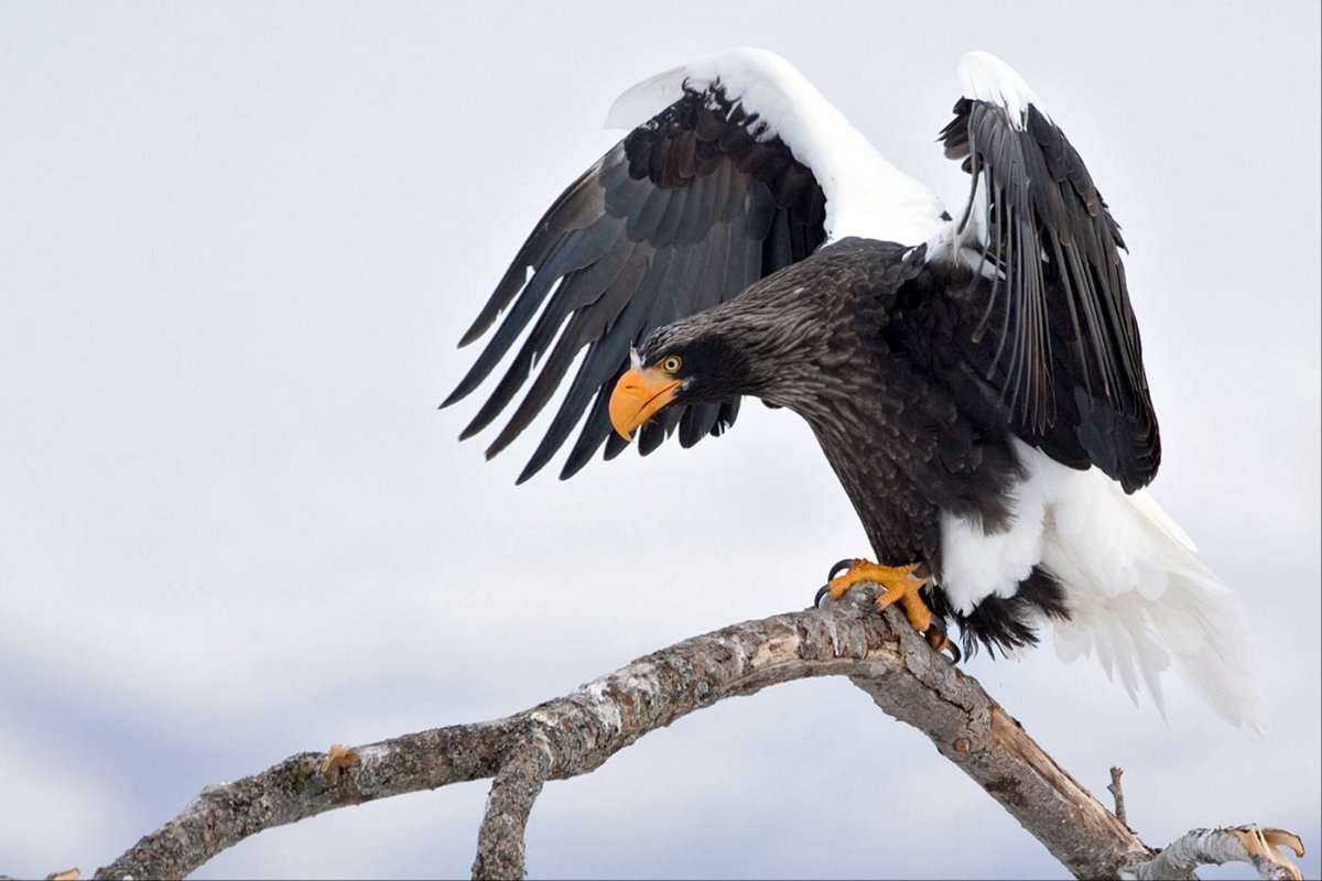 Орлы Сибири птицы