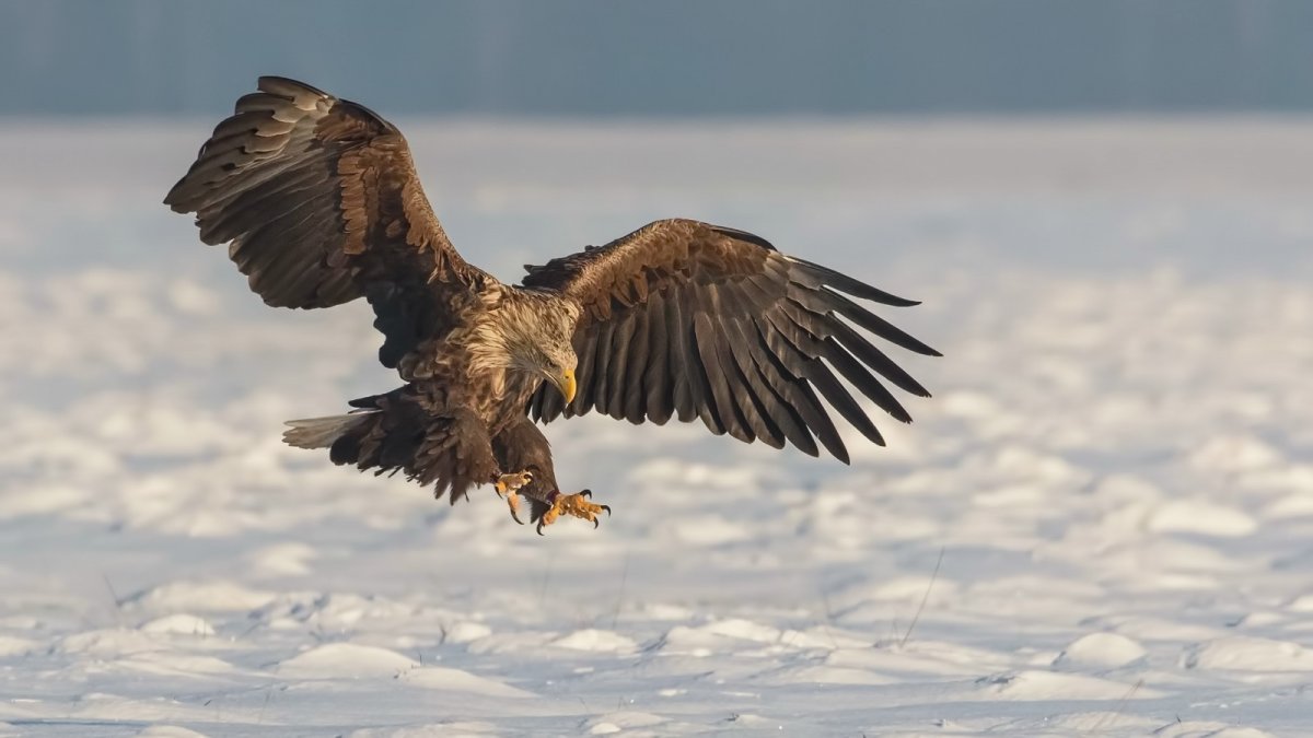 Канюк Зимняк