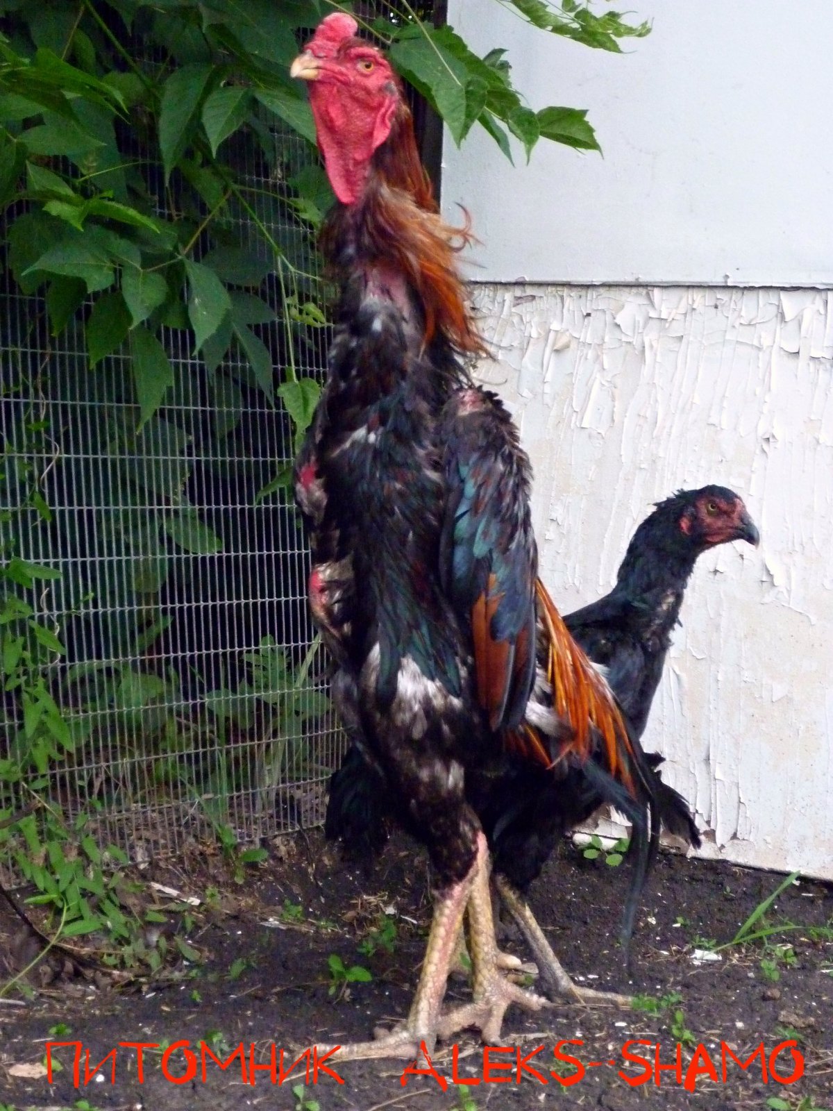 Бойцовые петухи Шамо
