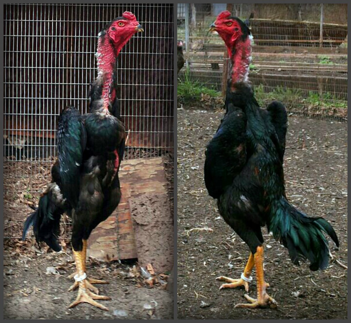 Гибрид курица х Павлин