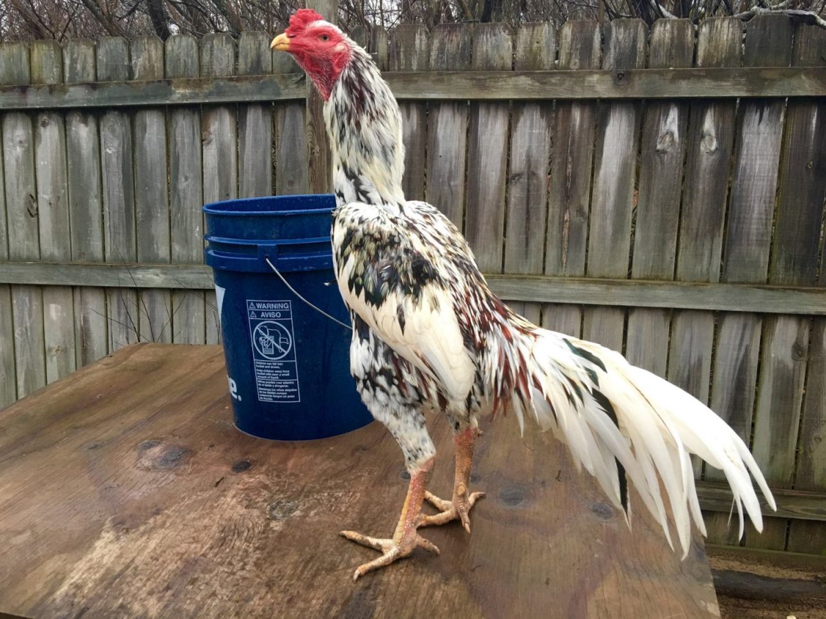 Корейские бойцовые петухи