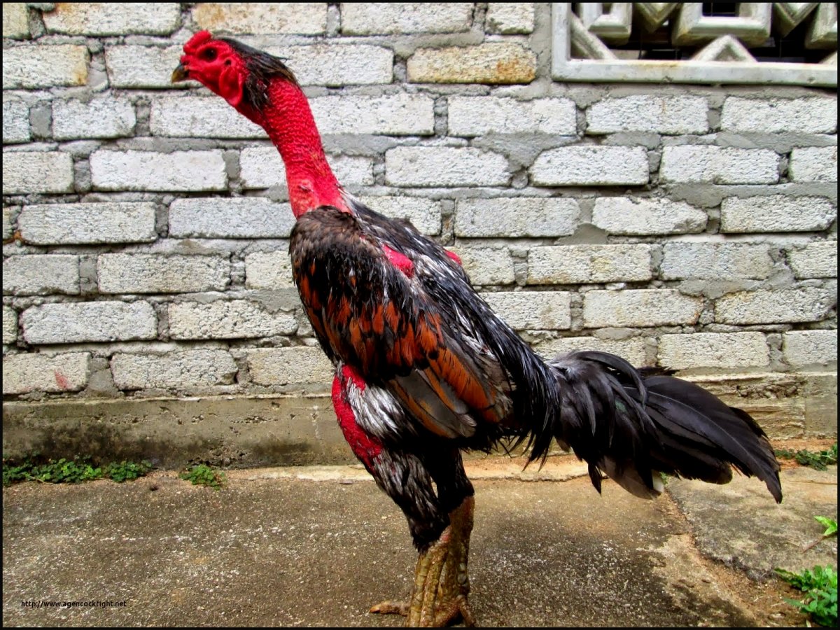 Азиль порода кур