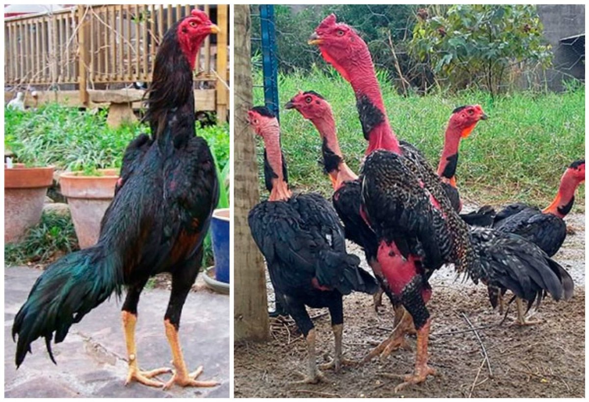 Бойцовые петухи породы Шамо