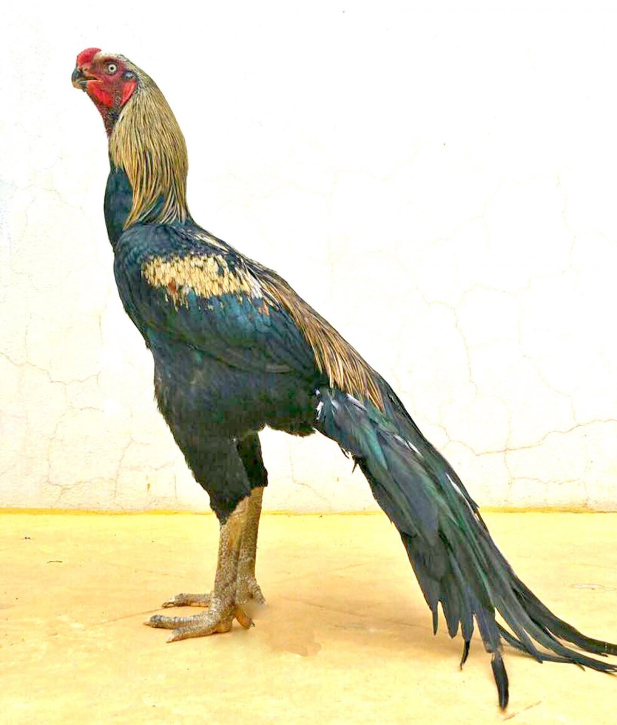 Дакан порода Филиппин