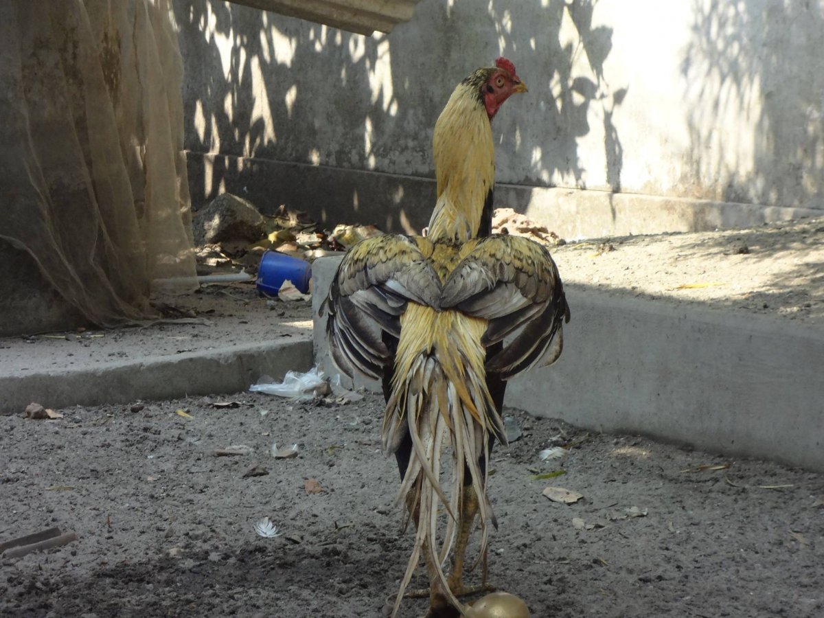 Таджикский порода петуха дакан