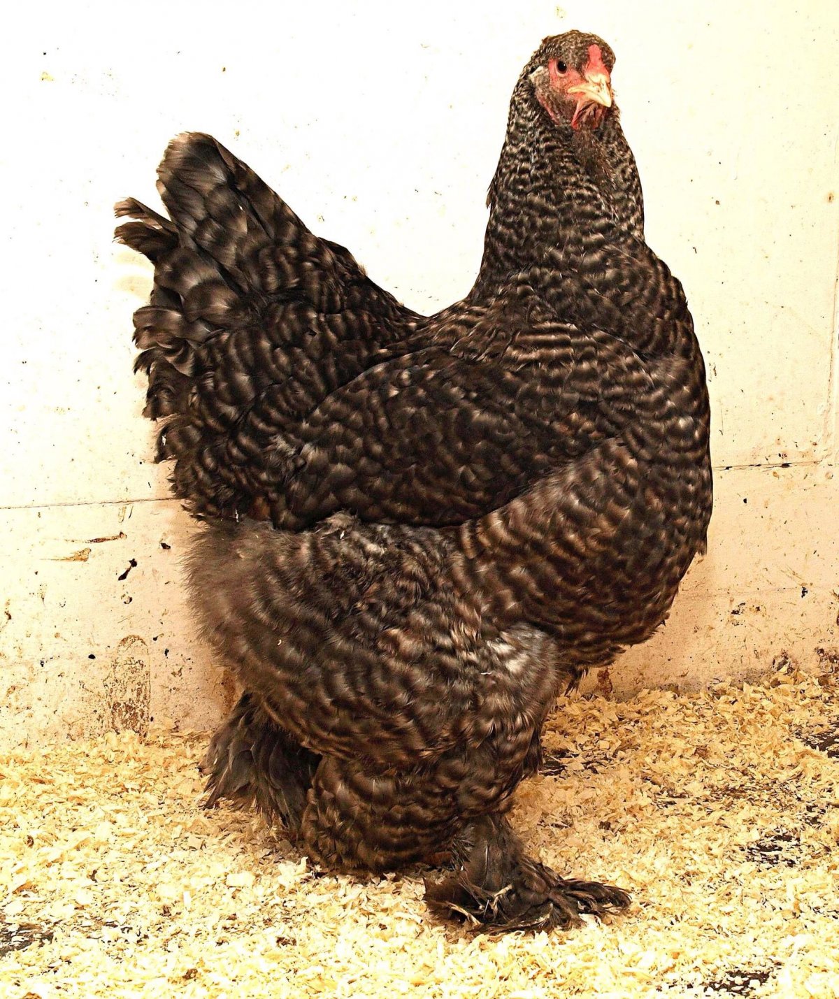 Ушанка лохмоногая порода