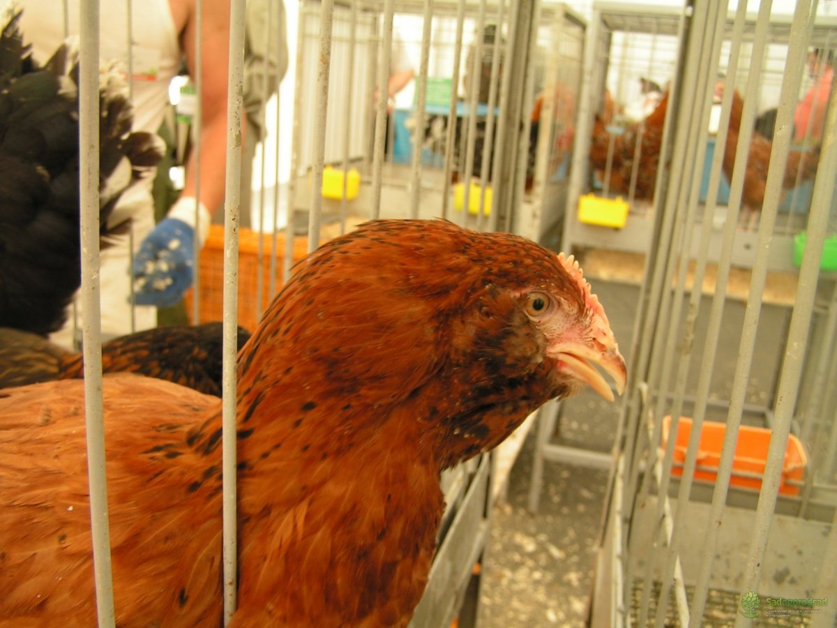 Лохмоногие ушанки куры