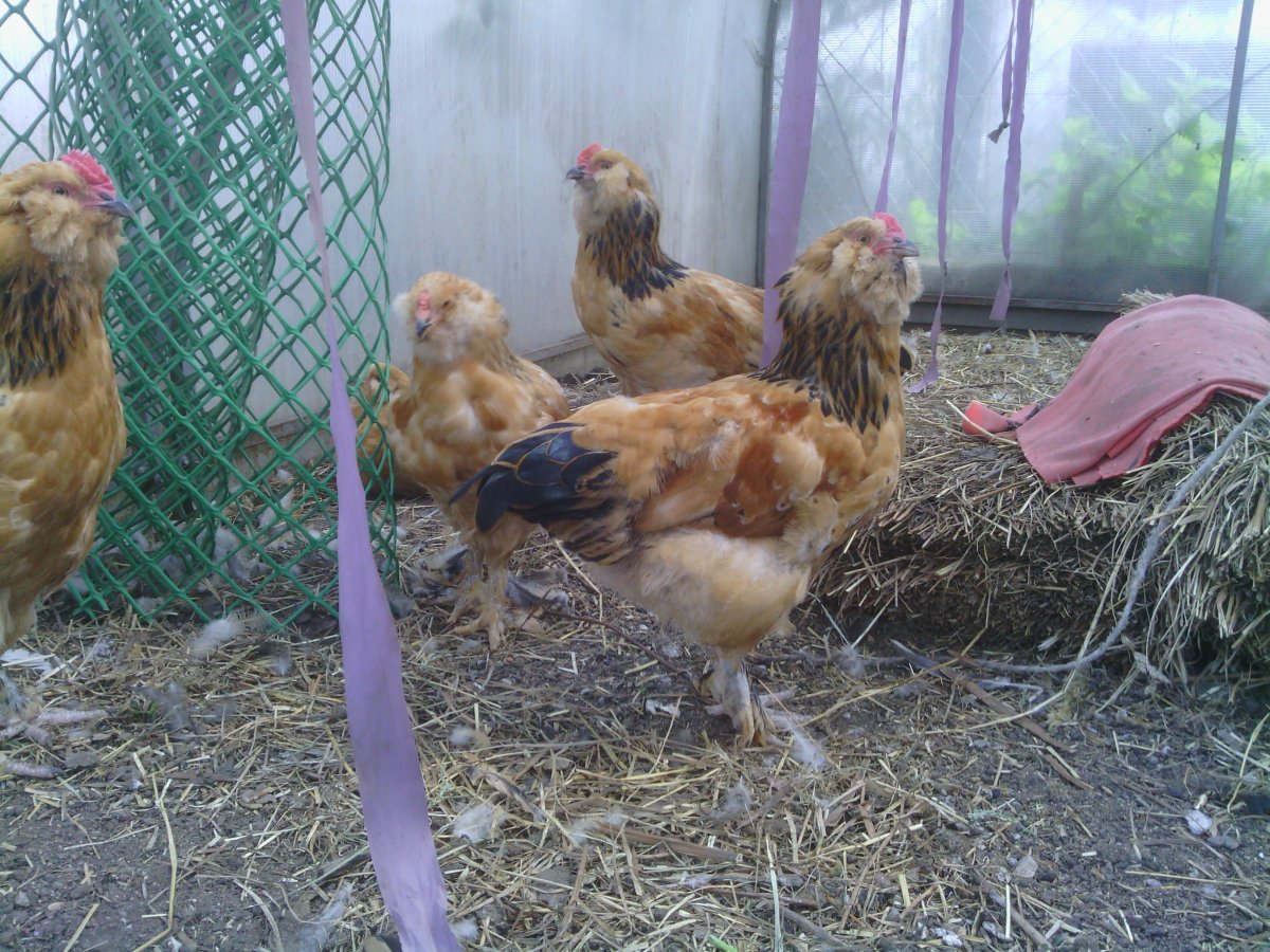 Ушанка лохмоногая порода