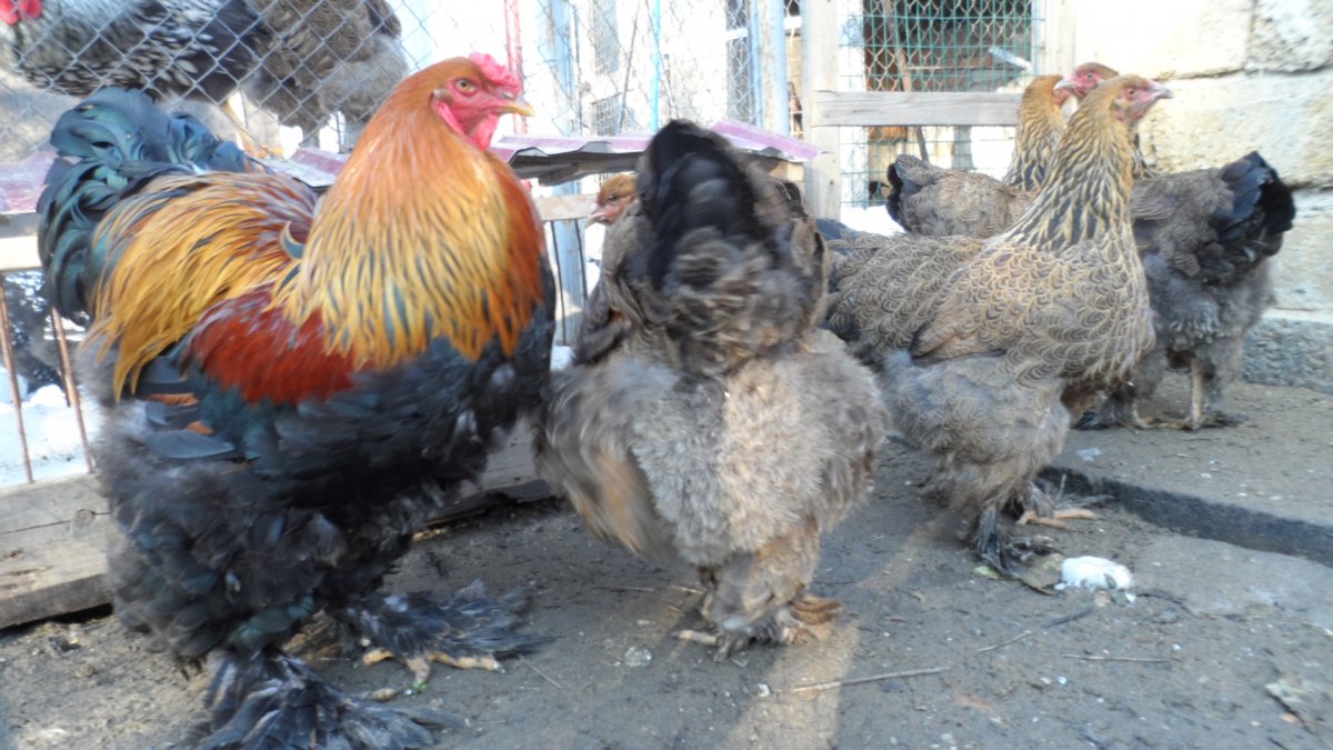 Сибирская лохмоногая порода