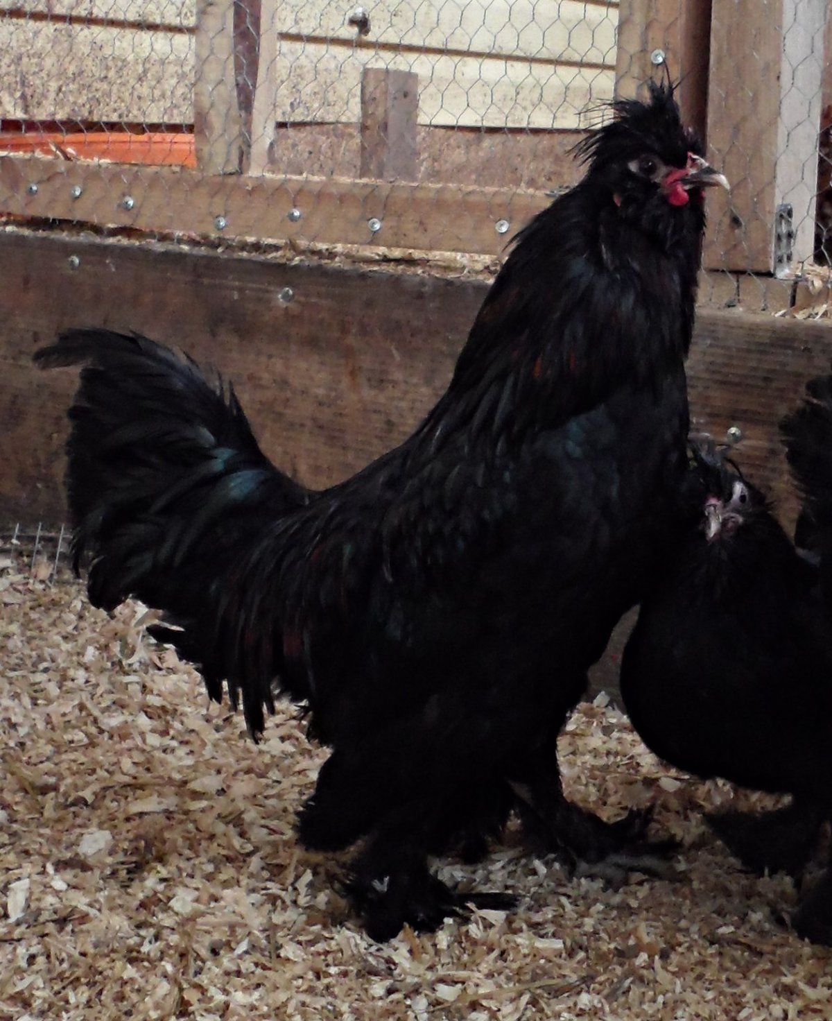 Сибирская хохлатая мохноножка