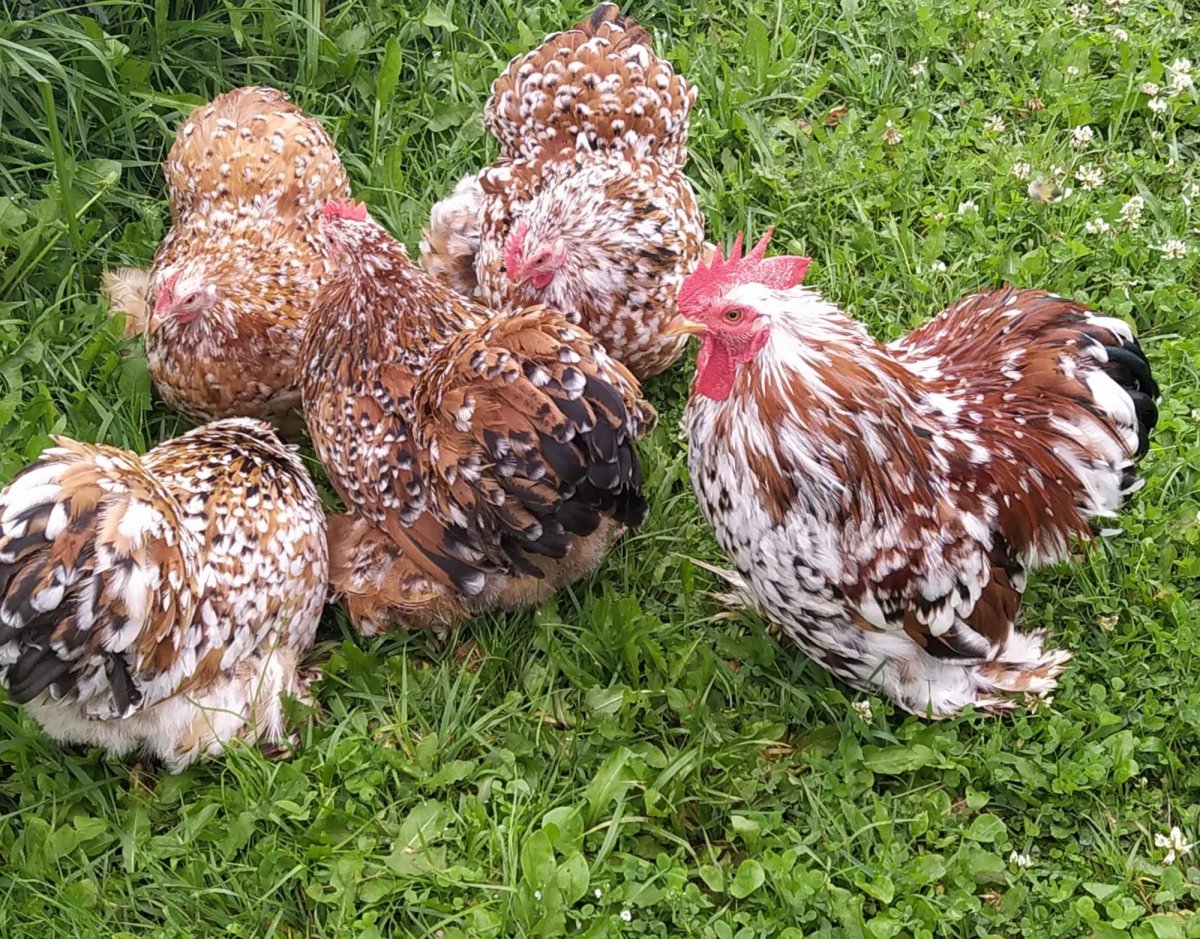 Карликовые кохинхины куры